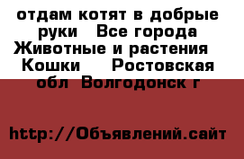 отдам котят в добрые руки - Все города Животные и растения » Кошки   . Ростовская обл.,Волгодонск г.
